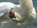 Le cygne