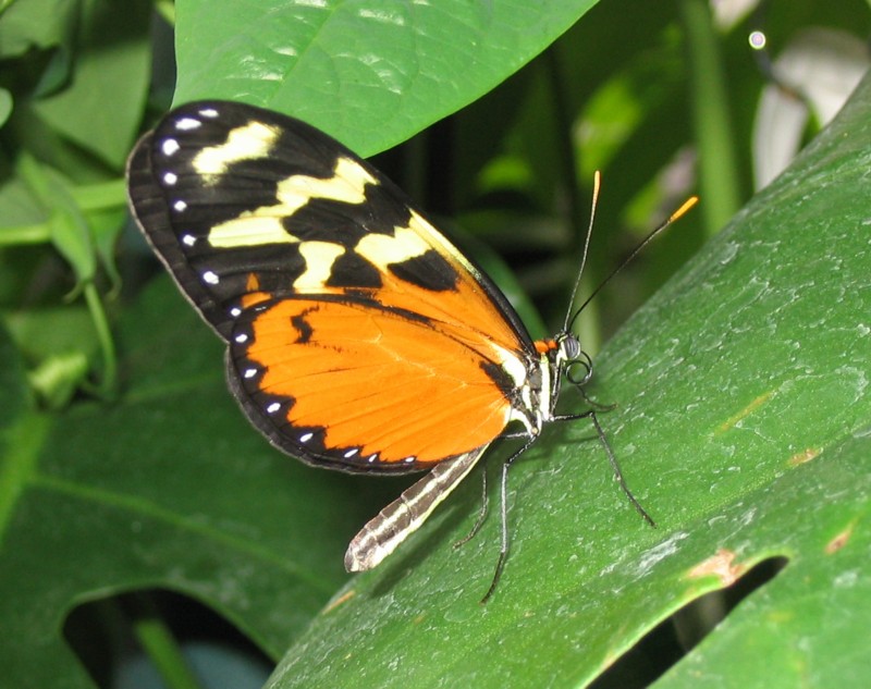 le papillon de profil