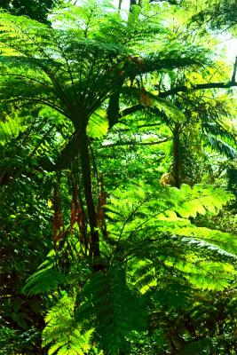 lyon_arboretum