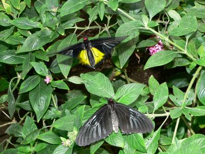 Golden birdwing Male above Female