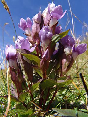 Mountain Flower