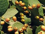 yellow cactus apple