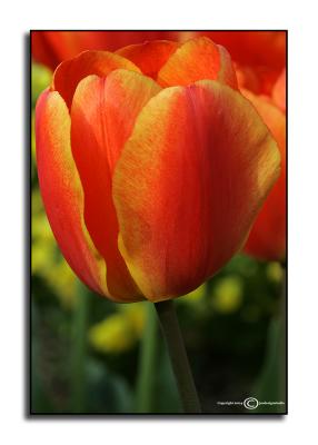 Tulipa 'Gudoshnik' April 8