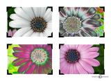 African Daisies Collage.jpg