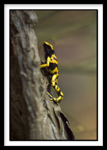 D-Frog_0477.jpg