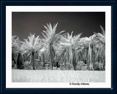 Coconut palm grove