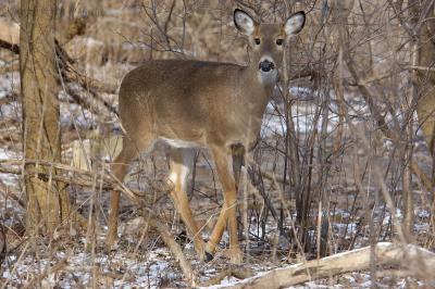Whitetail Doe