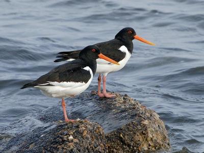 Oystercatcher - Strandskade - Haematopus ostralegus