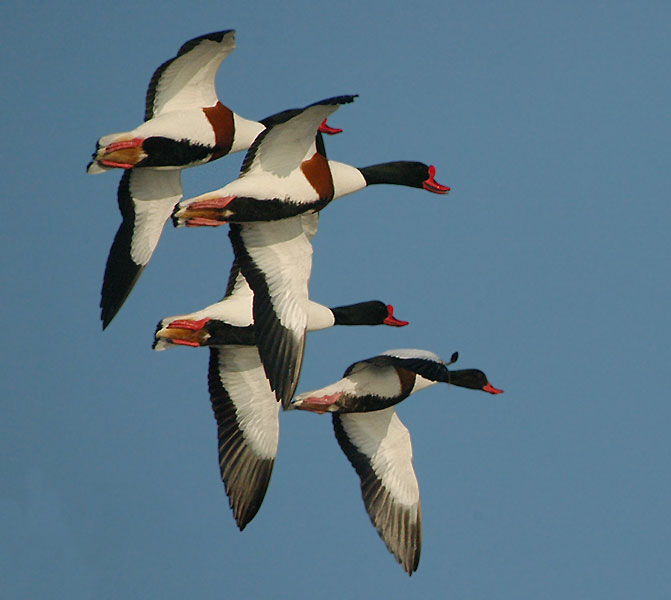 Common Shelduck - Gravand -  Tadorna tadorna