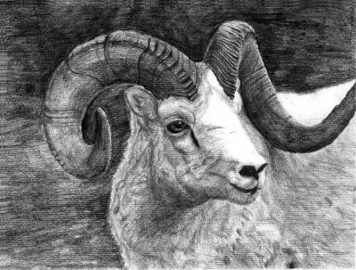 Ram - Pencil