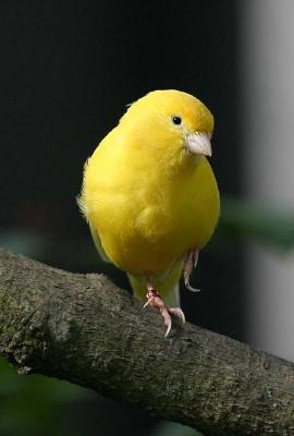 YellowBird.jpg