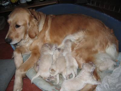 GOLDEN RETRIEVER BARCELONA