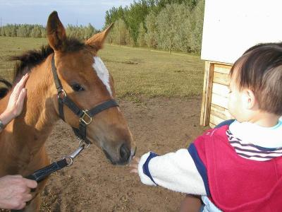 I like horseys!