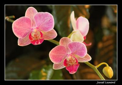 OrchidJanuary 13
