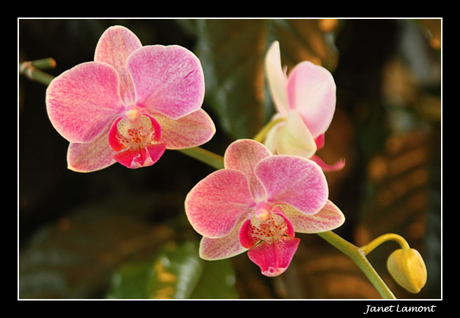 <b>Orchid</b><br>January 13