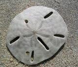 Sand Dollar