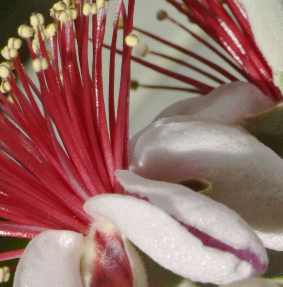 guava 11 detail