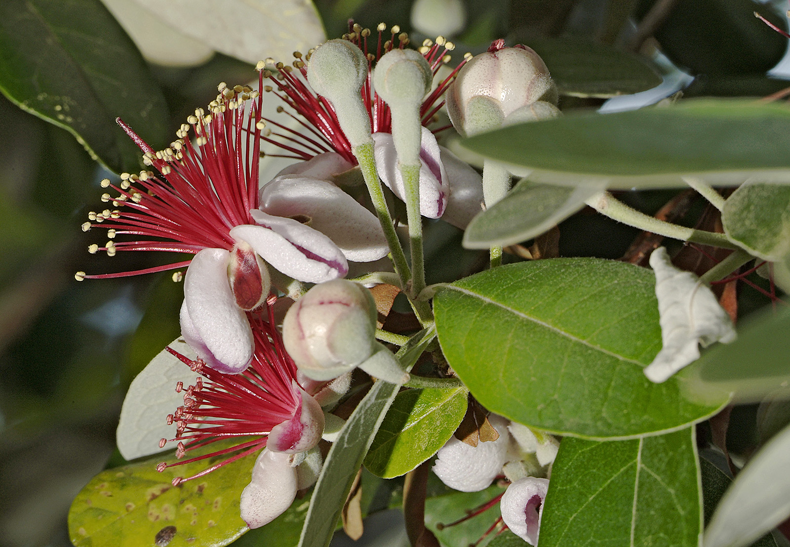 guava 11
