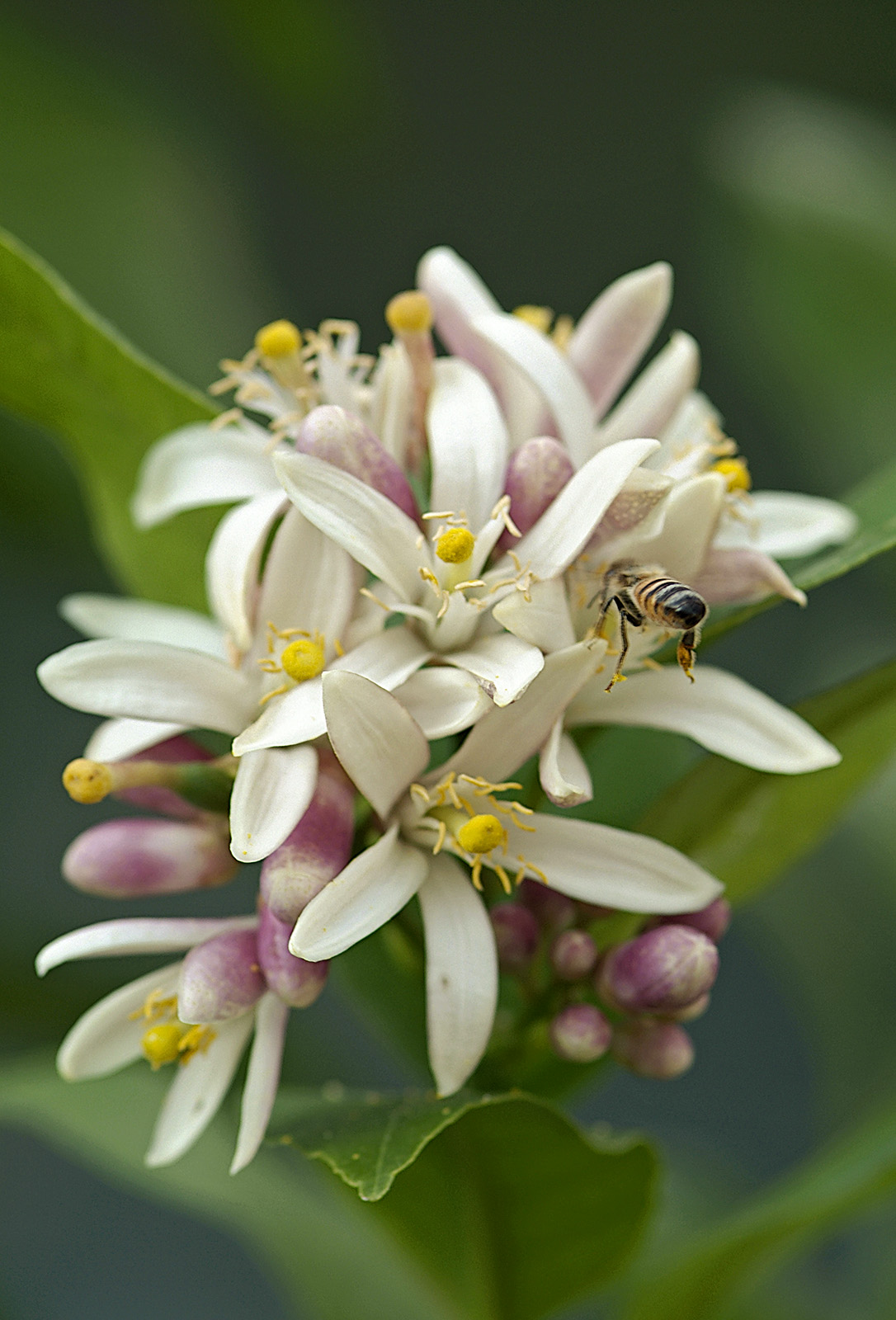 Meyer lemon blossom  bee w baby lemon