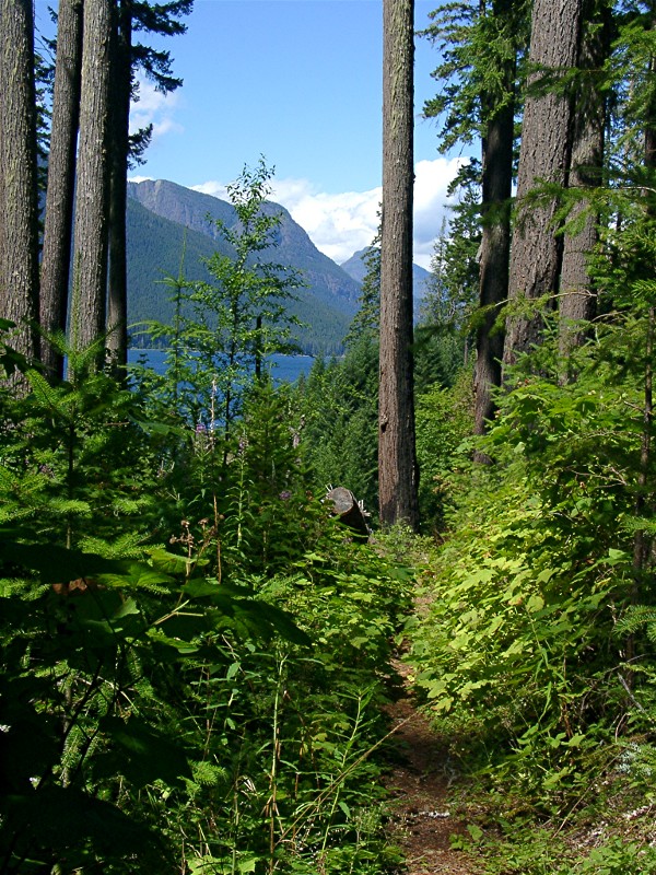 trees mountains Strathcona