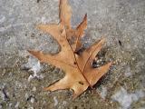Frozen between two seasons