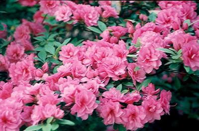 'Mini Carnations'