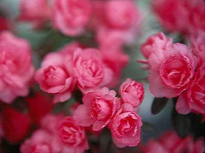 'Williamsburg Rose Bouquet'