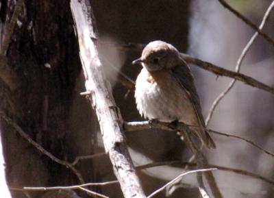 Townsends Solitaire