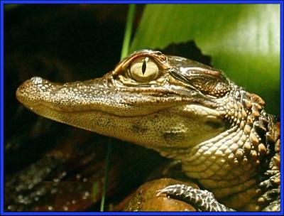 webgator.jpg