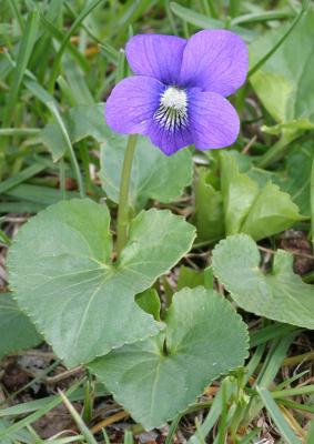 Common Blue Violet - V. sororia