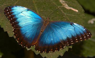 Blue Morpho_6710.jpg