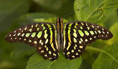 Tailed Jay_6908.jpg