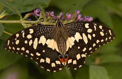 Citrus Swallowtail_6912.jpg