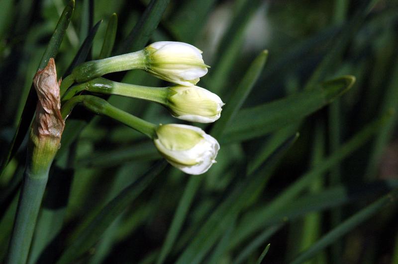 Daffodil 1979