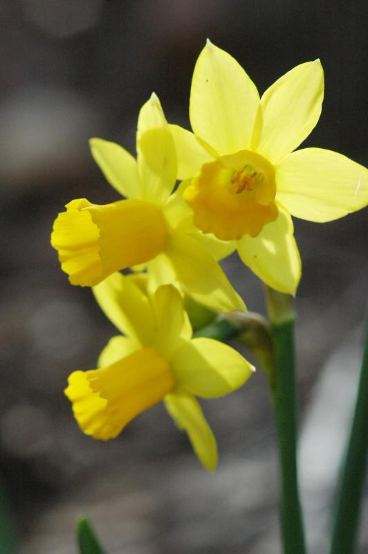 Daffodil 1961