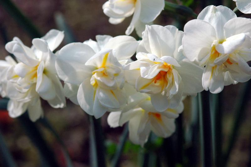 Double daffodils 1971