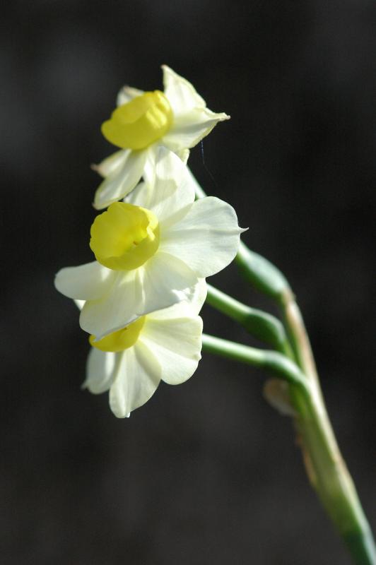 Daffodil 1958