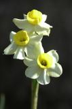 Daffodils 1956