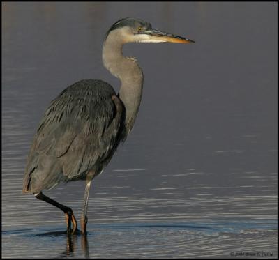 Great Blue Heron (20D) IMG_1660_filtered pbase 1-16-05.jpg