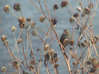 Red-winged Blackbird (Winter Plummage) 112-1228_3IMG.JPG