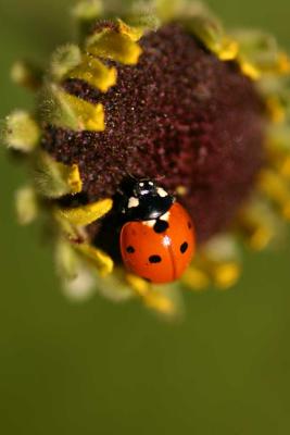 Ladybug and The Sunflower