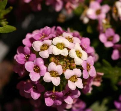 Lantana Close-up