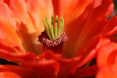 Cactus Flower Close-up