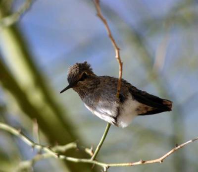 Baby Hummingbird