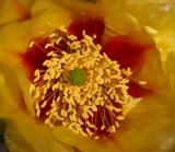 Cactus Flower Close-up #2