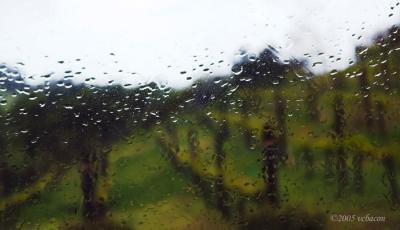 Vineyard in the Rain