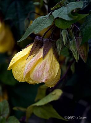 Yellow Flower in the Rain