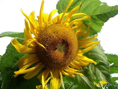 sunflower37