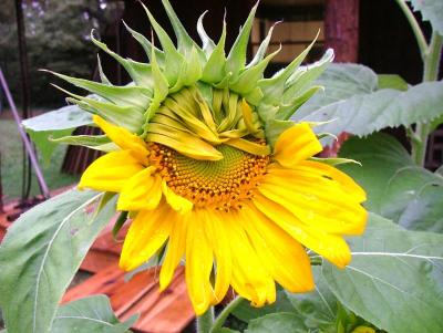 birth of a sunflower