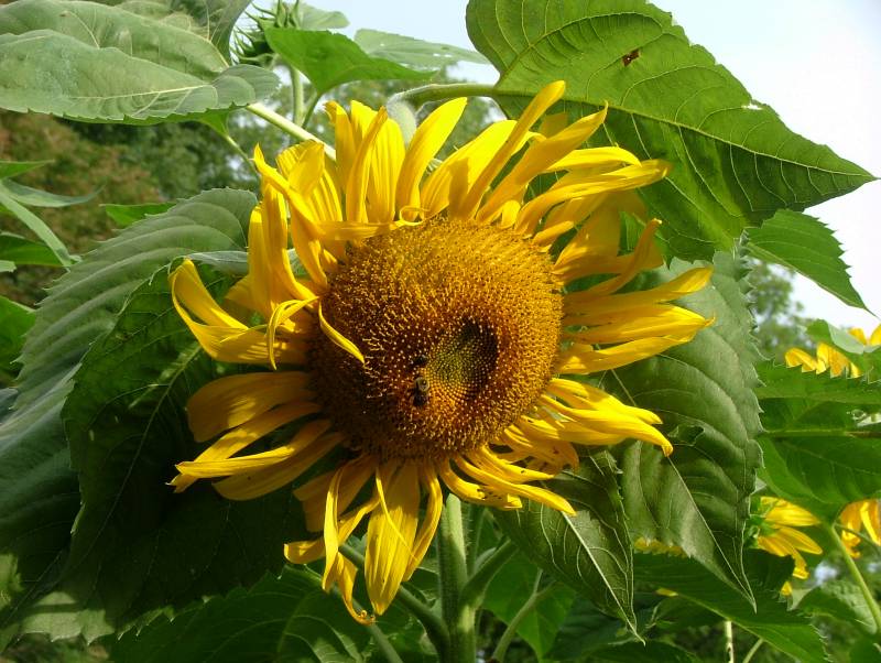 sunflower36